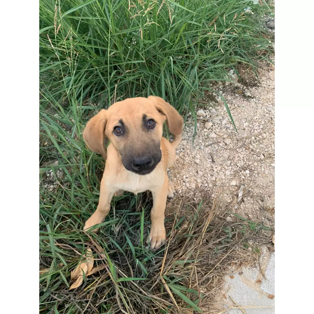 Pati Dostları Ailesi